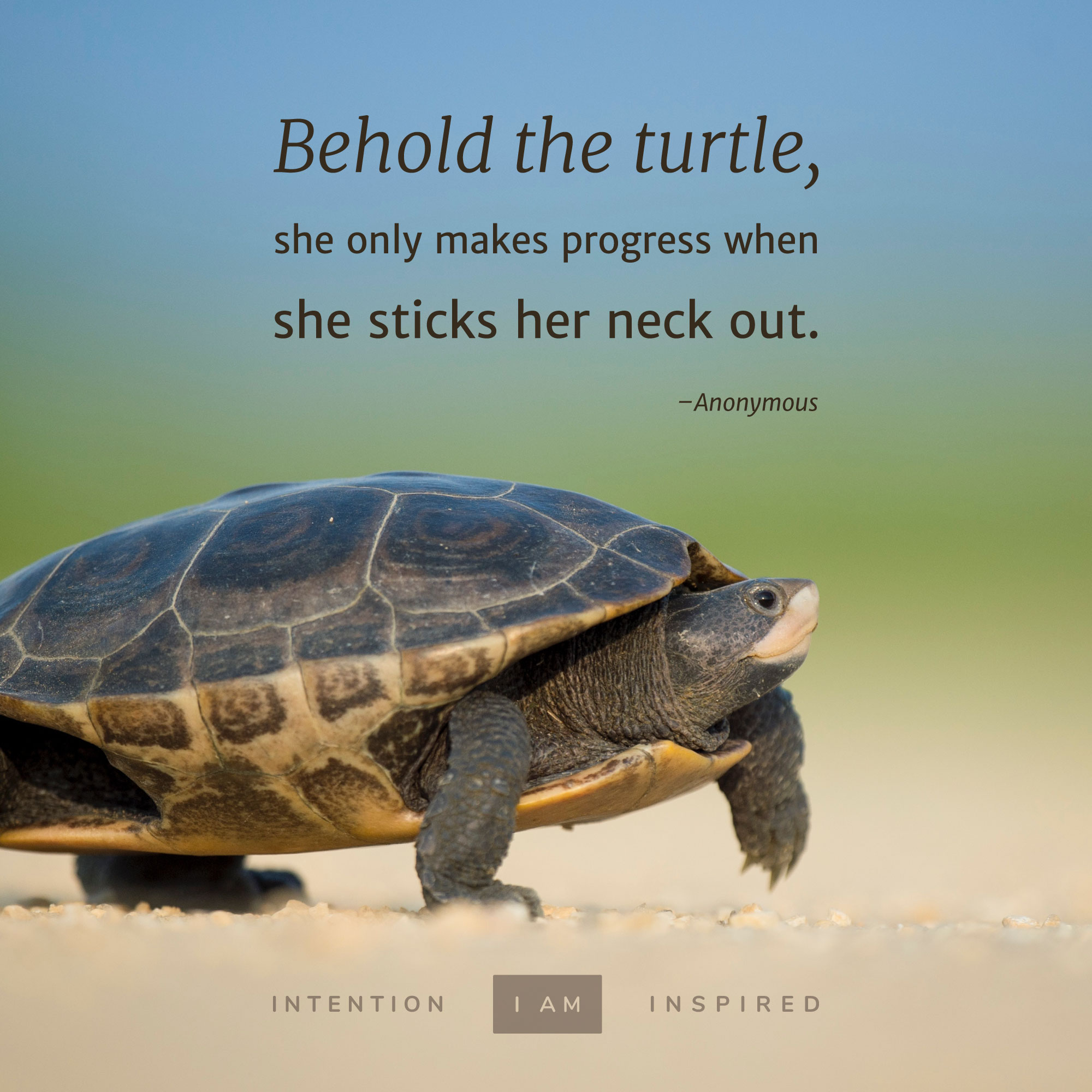 Behold the turtle, she only makes progress when she sticks her neck out.